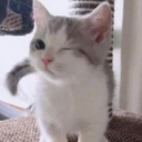 holycat