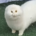你的春夢