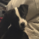 Rdog