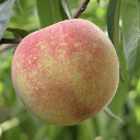 夏蜜桃