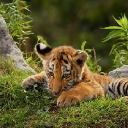 TiggerToo