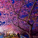 夜 桜