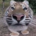 Togerito