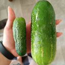 Cucumber