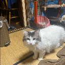 ノルたん