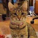 貂豹狸獅狒