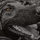 Maligator_cy