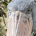 @shoebill
