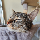 Whiskers_Kylie