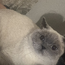 ʕ·͡ᴥ፝֟·ʔKardelen