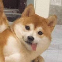 多格威斯麵ᴗ̈