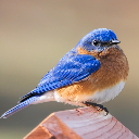 BlueBird