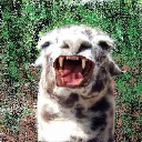 EvilLlamas