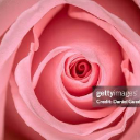 Pink Rosé