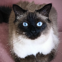 Merricat
