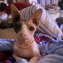 meowtastic