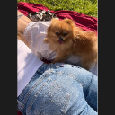 doggie