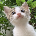 BabyCat