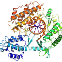 telomerase