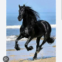 BlackHorse