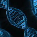 Polymerase