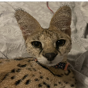 Serval Queen