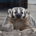 Badger Fang