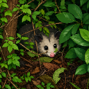 HiddenPossum