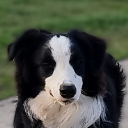 koo