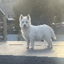principessa