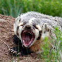 Badger Claw