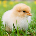 Chicken Farm