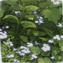Sprout