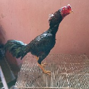 Jonathan_soares