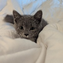 ClingyCat