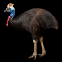 Cassowary