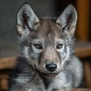 Lil Wolfy