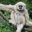 Chief Gibbon