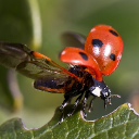 Ninja's Ladybug