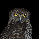 SusRaviOWLi