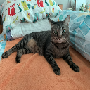 HappyCat