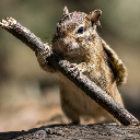 LilMouseBigStick