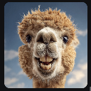 Alpaca coco
