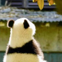 躺平的Panda領主
