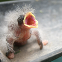 Baby Bird