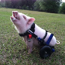 Bacon