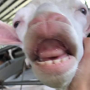 羊肉燴飯