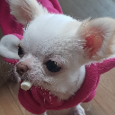 까칠뇽 팜