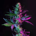 UNKCLE CANNA