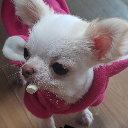 까칠뇽